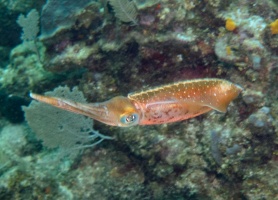 005  Caribbean Reef Squid IMG_6263