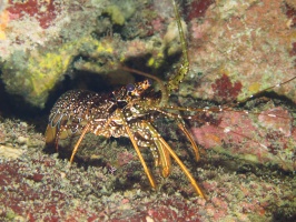 014  Spotted Spiny Lobster IMG_6275