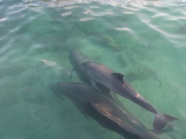 075  Dolphins IMG_8421