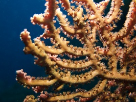 008  Gorgonian Coral IMG_6397