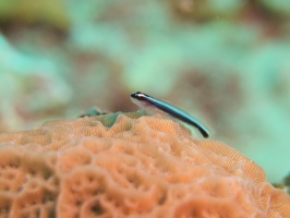 063  Neon Goby IMG_6471