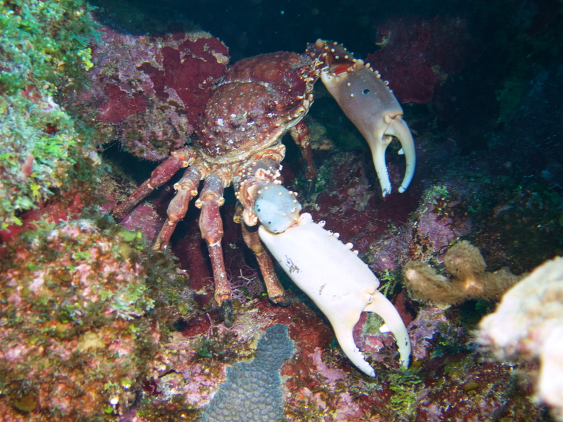 061  Channel Cling Crab IMG_6631.jpg