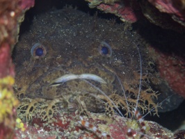 072  Bearded Toadfish IMG_6651