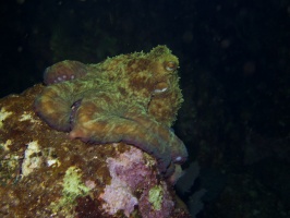 084  084  Common Octopus IMG_6668