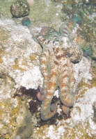 086  086  Common Octopus IMG_6676