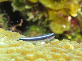 047  Goby IMG_6754
