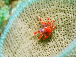 058  Cryptic Teardrop Crab IMG_6773