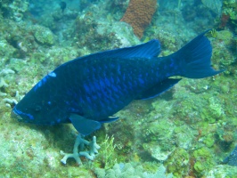 060  Midnight Parrotfish IMG_6779