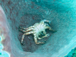 015  Dead Channel Cling Crab in Barrel Sponge IMG_6824