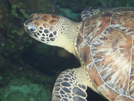 063  Green Sea Turtle IMG_6867