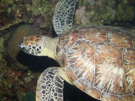 064  Green Sea Turtle IMG_6868