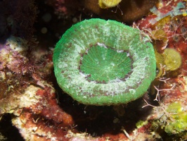 013  Artichoke Coral IMG_6883