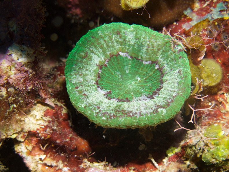 013  Artichoke Coral IMG_6883.jpg