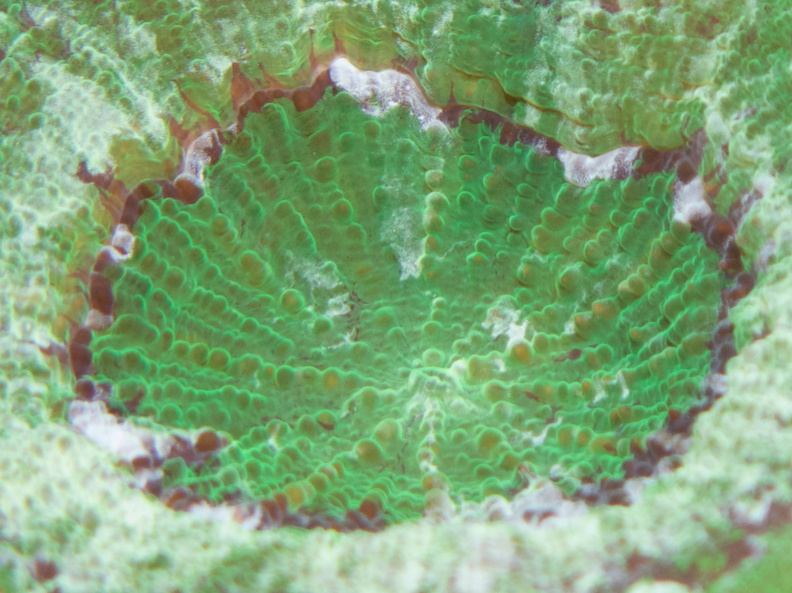 014  Artichoke Coral IMG_6884.jpg