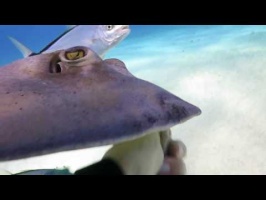 030 Stingray City MVI 5965