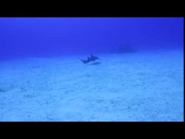 139 Mrs  Fin MVI 6125