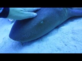 138 Petting Mrs  Fin MVI 6124