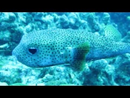 100 Pufferfish MVI 6066