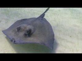 013 Stingray City MVI 5944