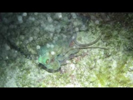 093 Reef Octopus MVI 5920