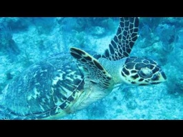 047 Hawksbill Sea Turtle MVI 5815