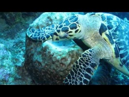 034 Hawksbill Sea Turtle eating a Sponge MVI 5792
