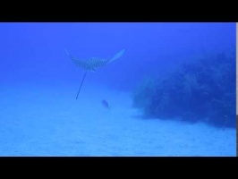 027 Eagle Ray MVI 5774