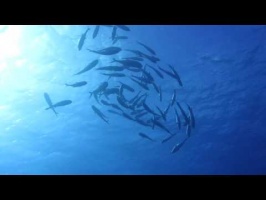058 School of Jacks MVI 5401