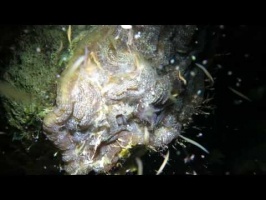 092 Feeding Blood Worms to the Coral MVI 5260