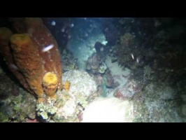 096 Reef Octopus MVI 5269