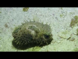 103 Young Bridled Burrfish MVI 5286