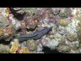 108 Spotted Eel Bites a Parrotfish and removes a scale MVI 5295