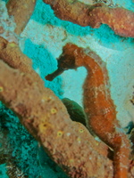 003 Longsnout Seahorse IMG_6920