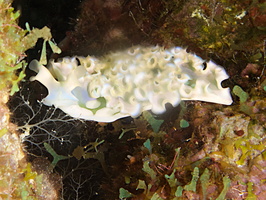 006 Lettuce Leaf Sea Slug IMG_6927