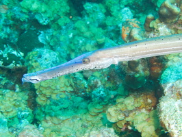 007 Trumpetfish IMG_6930