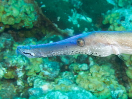 008 Trumpetfish IMG_6931