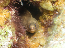 009 Goldentail Moray IMG_6933