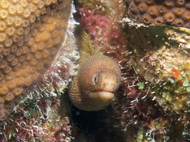 011 Goldentail Moray IMG_6937