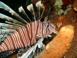 014 Lionfish IMG_6942