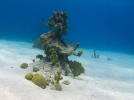 016 Coral Head IMG_6949