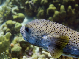 018 Porcupinefish IMG_6956