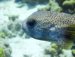 019 Porcupinefish IMG_6957