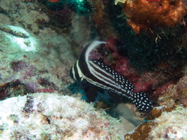 021 Spotted Drumfish IMG_6962