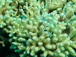022 What is this among the coral IMG_6964