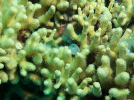023 What is this among the coral IMG_6965