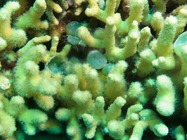 024 What is this among the coral IMG_6966