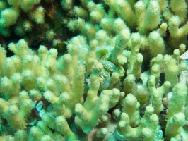 025 What is this among the coral IMG_6967
