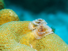 026 Christmas Tree Worm IMG_6968