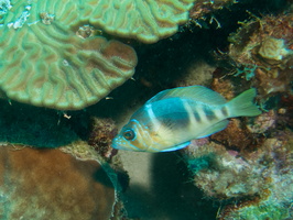 027 Barred Hamlet IMG_6971