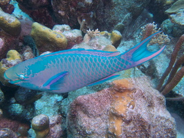028 Queen Parrotfish IMG_6977